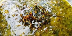 طرز تهیه آش اوماج ساده و خوشمزه مخصوص سرماخوردگی